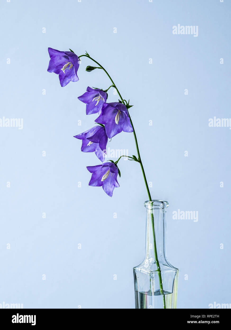 Campanula still life single flower in bottle Stock Photo