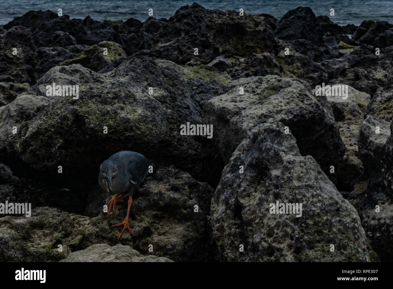 Bird hunting fish in tide pool Stock Photo