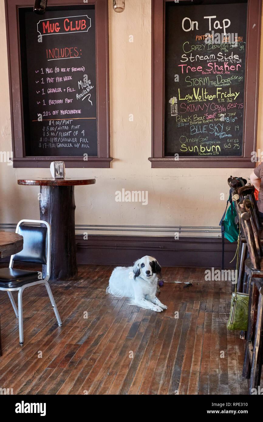 A dog resting on the floor at Muddy Creek Brewery in Butte, Montana Stock Photo