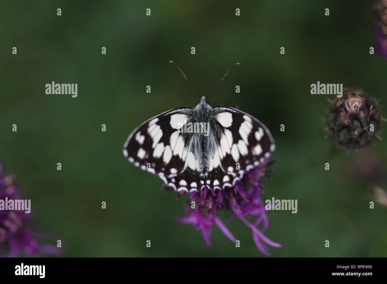 Marbled White (Melanargia galathea), Halsberg, Eifel, Germany Stock Photo