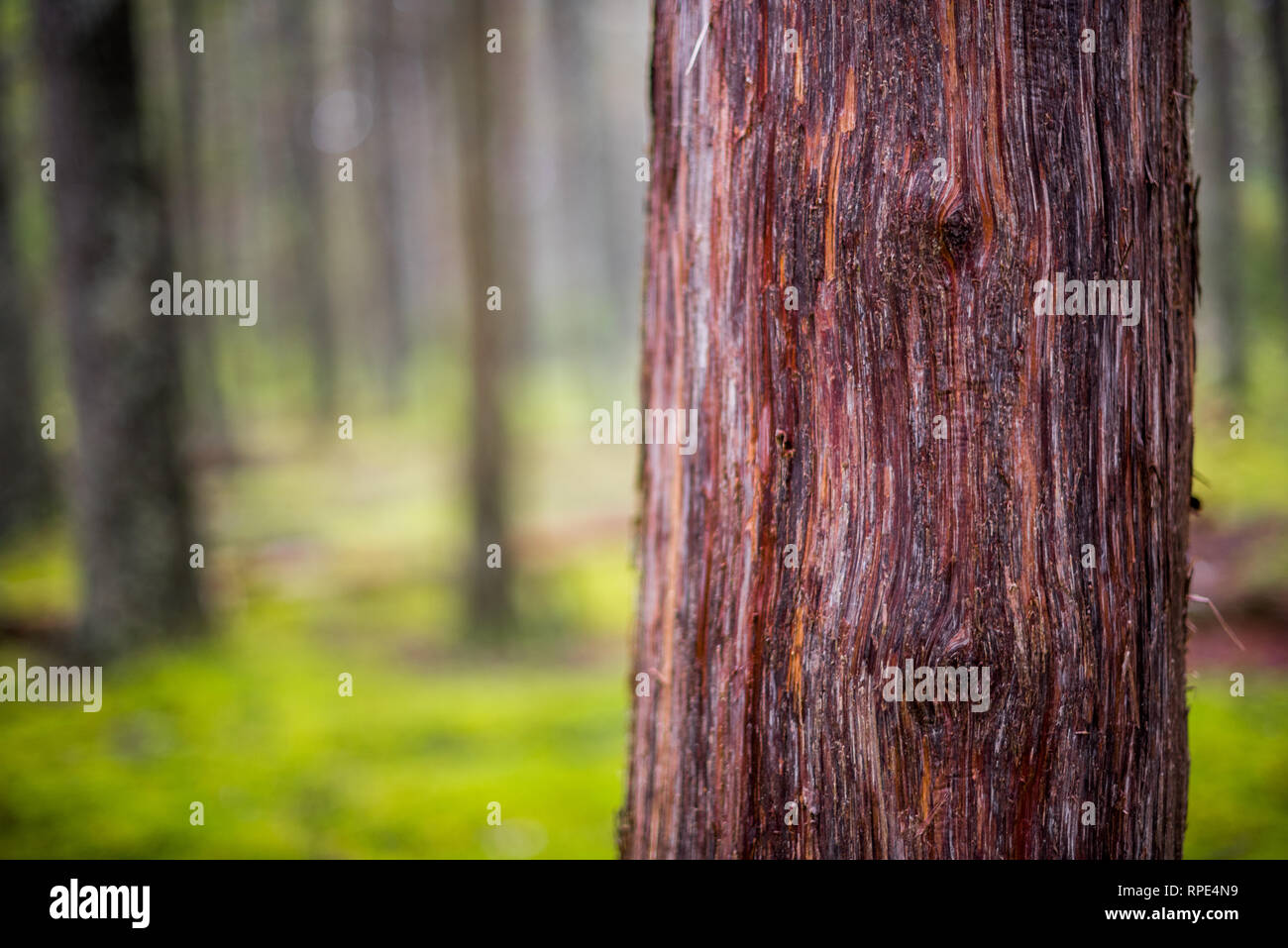 Views from forest ground in Acadia National Park, Maine Stock Photo