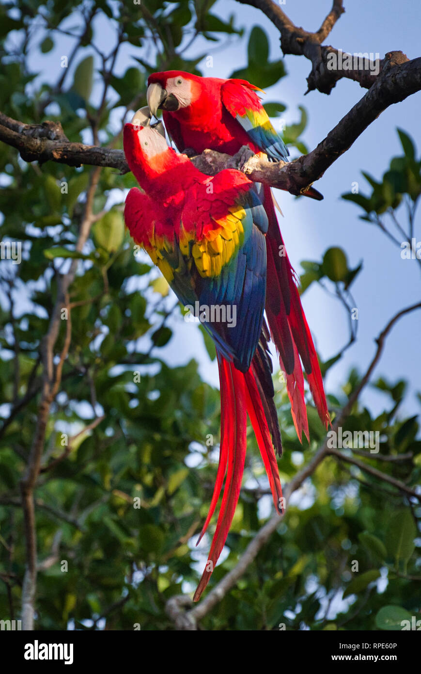 Pair of scarlet macaws, Ara macao these vibrant colored bird images where taken in Panama Stock Photo
