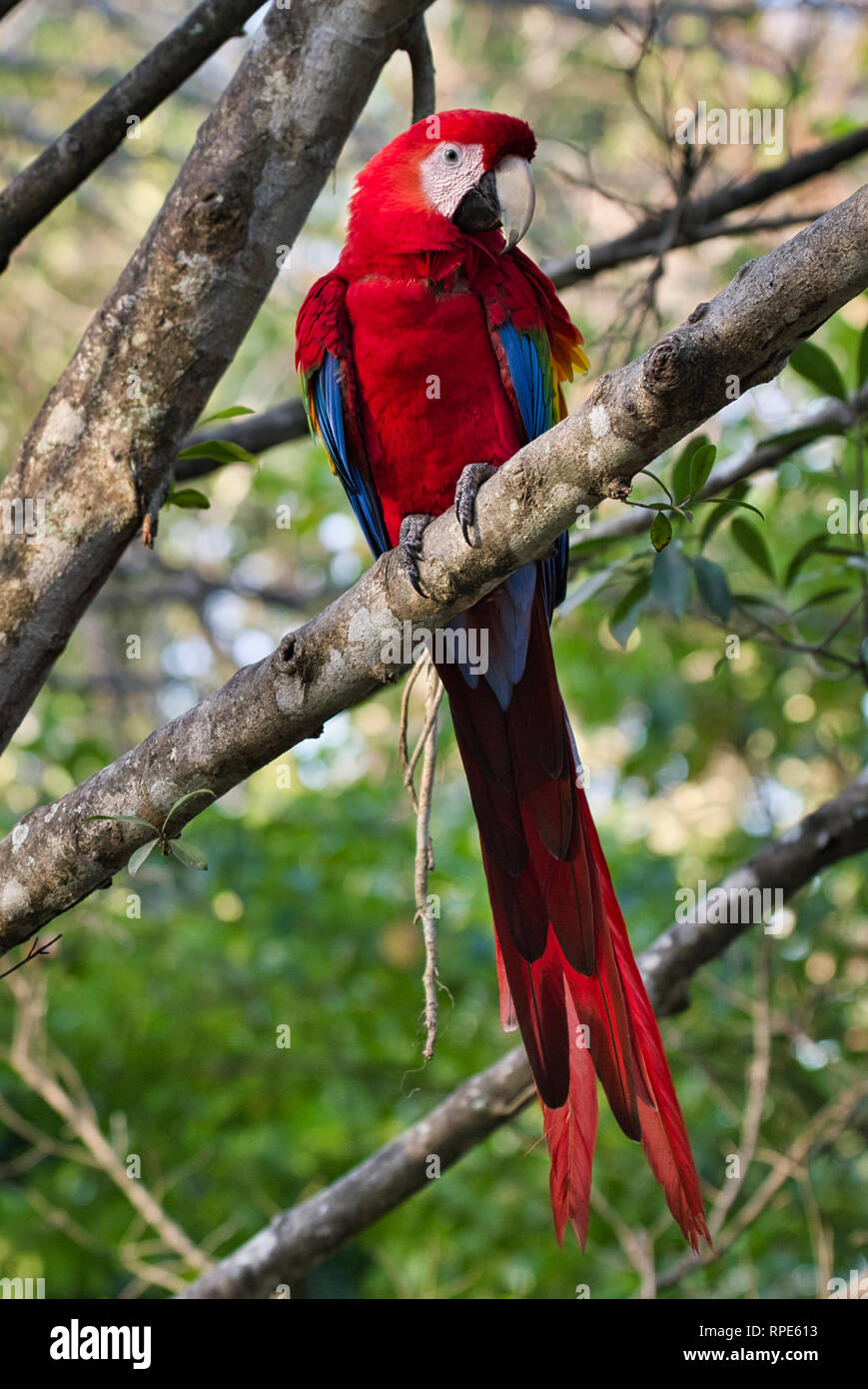 Colorful scarlet macaw, Ara macao perching in a tree in Panama Stock Photo