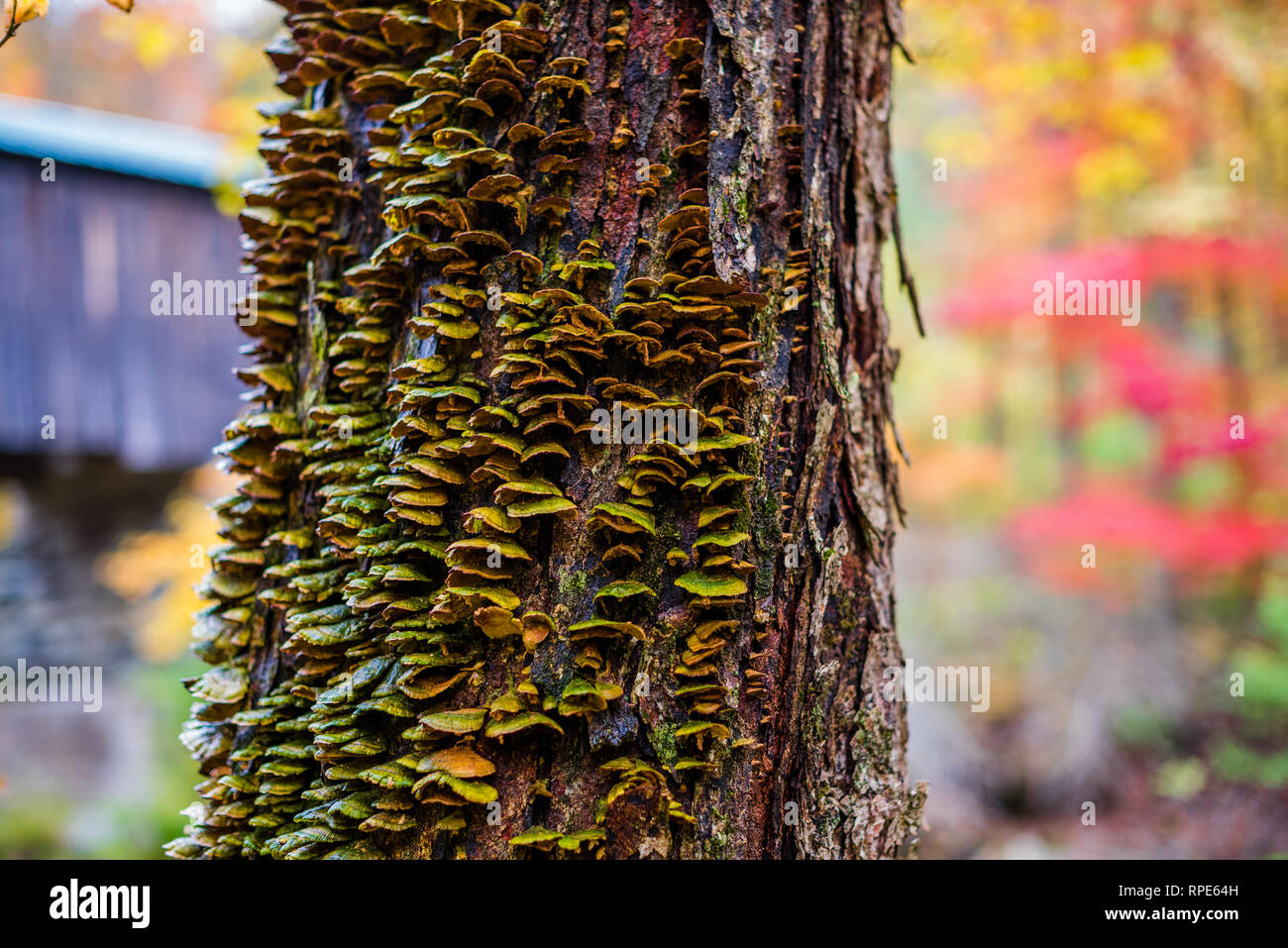 Mushroom growth on tree base by covered bridge in Vermont during Fall Season Stock Photo