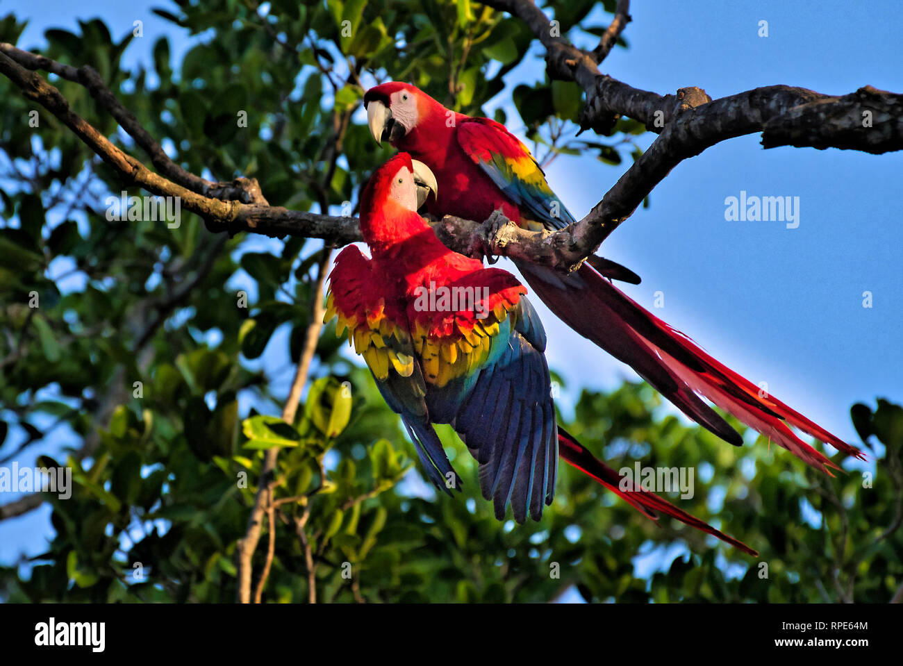 Pair of scarlet macaws, Ara macao these vibrant colored bird images where taken in Panama Stock Photo