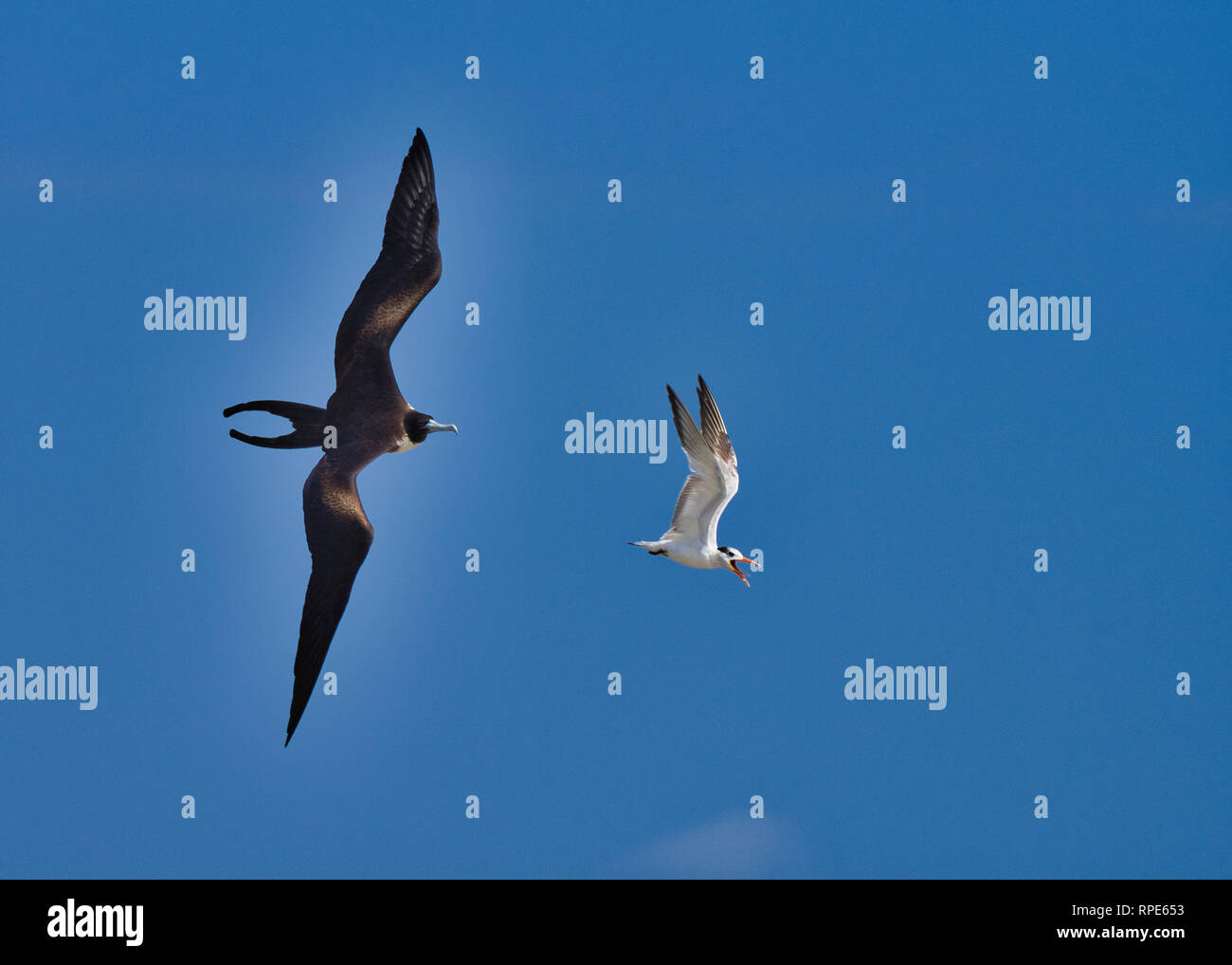 Magnificent Frigate bird chasing a tern blue sky background Stock Photo