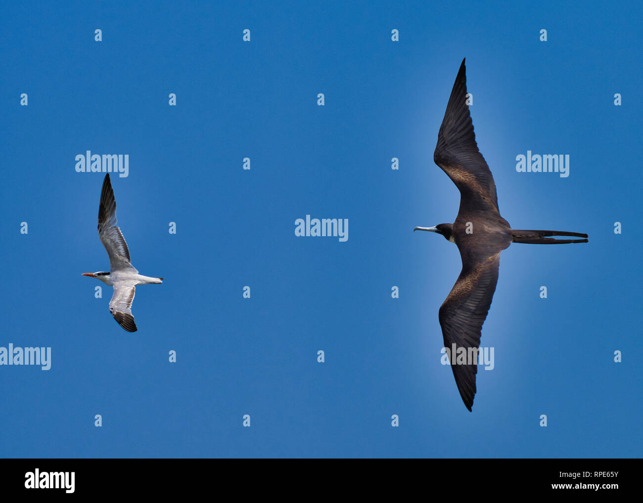 Magnificent Frigate bird chasing a tern blue sky background Stock Photo