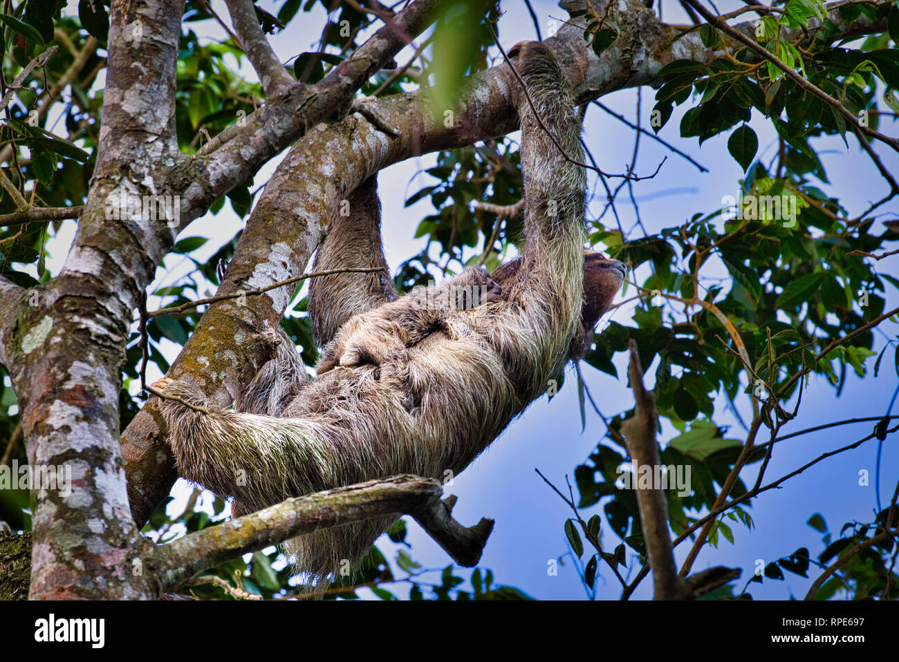 Three-toed sloth, a brown-throated sloth (Bradypus variegatus) with baby image taken in Panama Stock Photo