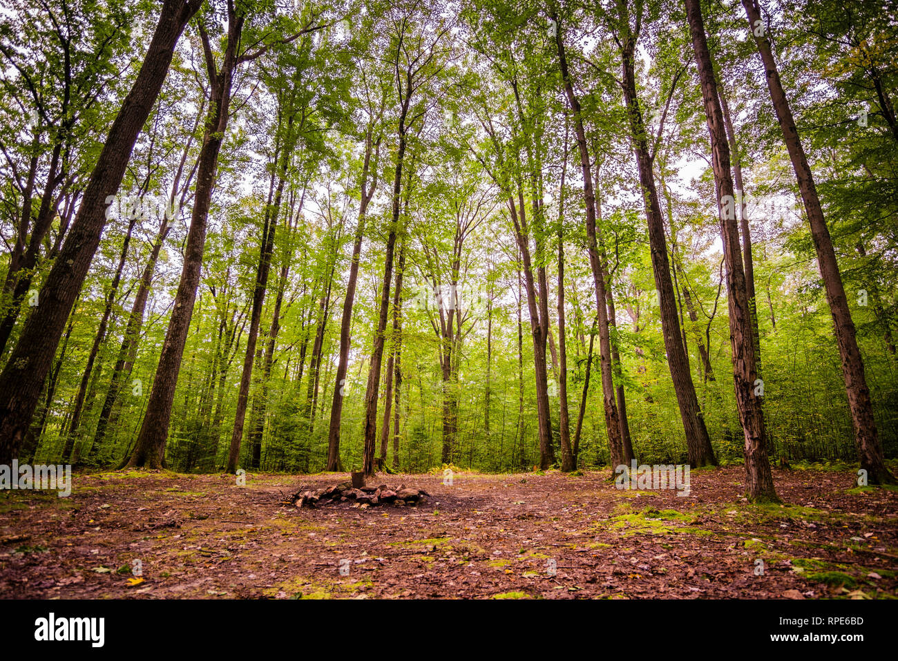 Camp site in Allegheny National Forest, PA Stock Photo