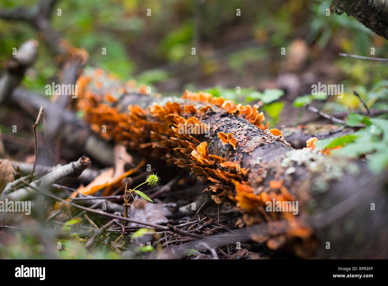 Mushrooms growing on log in Allegheny National Forest, PA Stock Photo