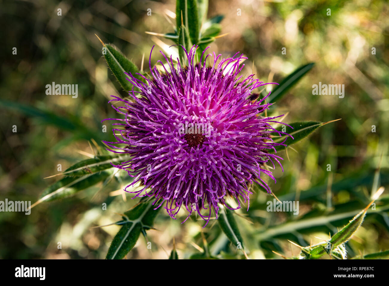 Beautiful wild meadow flower, purple and pink color, Flower is know as Carduus Stock Photo