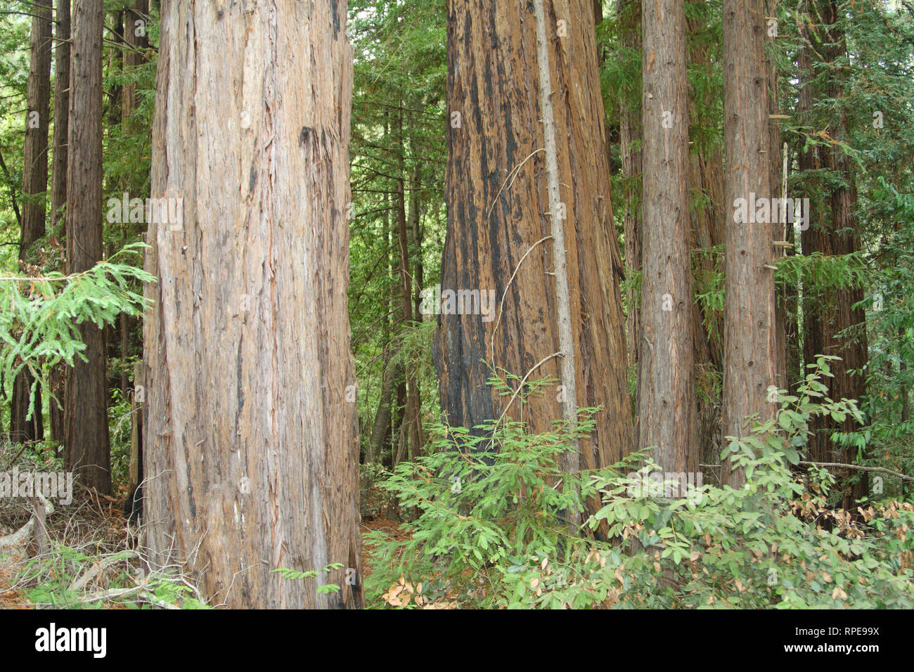 Redwood trees, Pfeiffer Big Sur State Park, California, USA Stock Photo