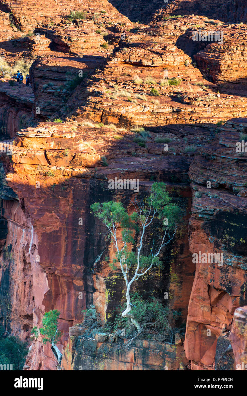 Kings Canyon Australia Garden Of Eden Hi res Stock Photography And kings-canyon-australia-garden-of-eden-hi-res-stock-photography-and