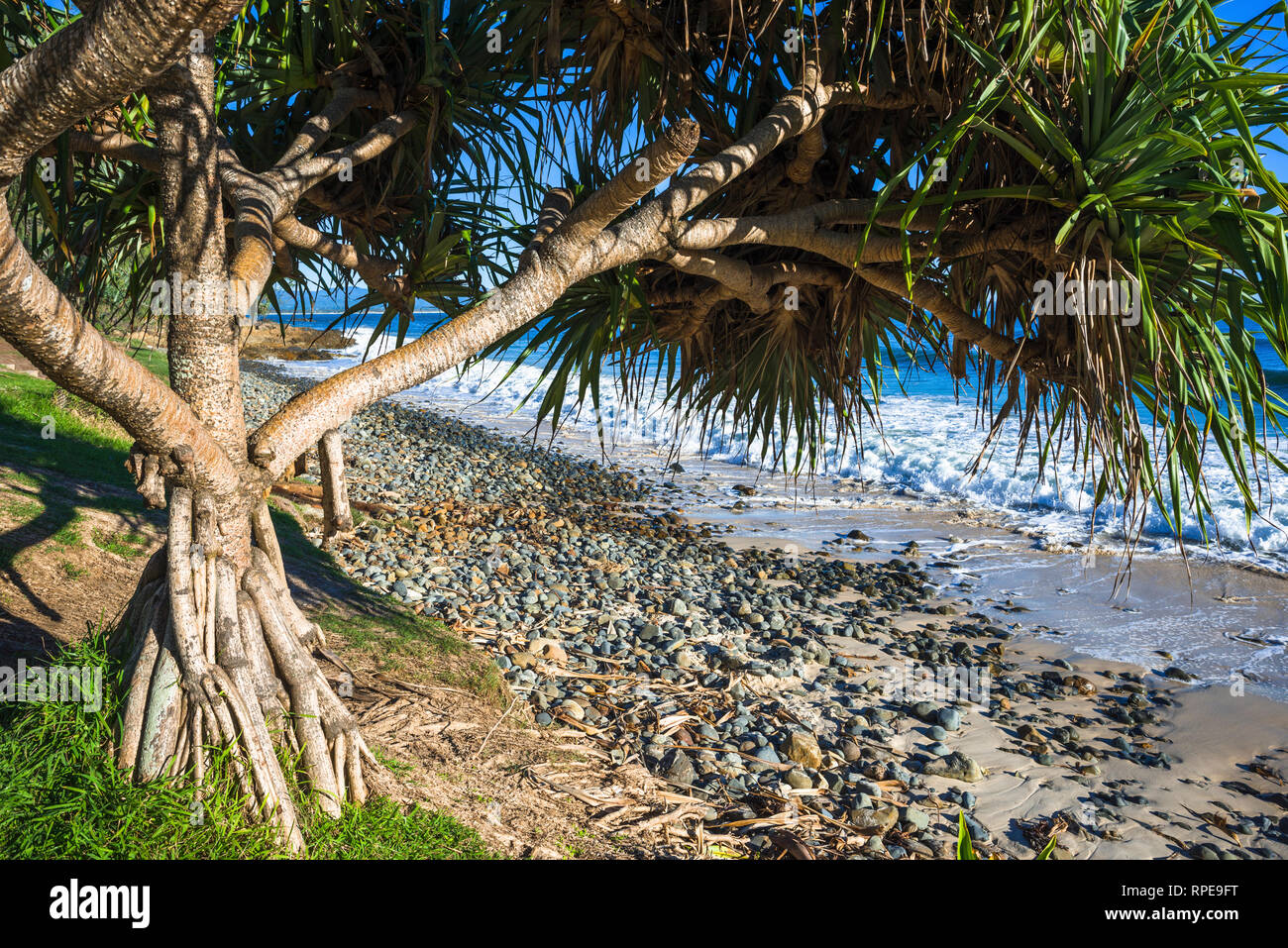 Screw Pine, Pandanus tectorius, on Wategos Beach, Byron bay, New South Wales, Australia Stock Photo