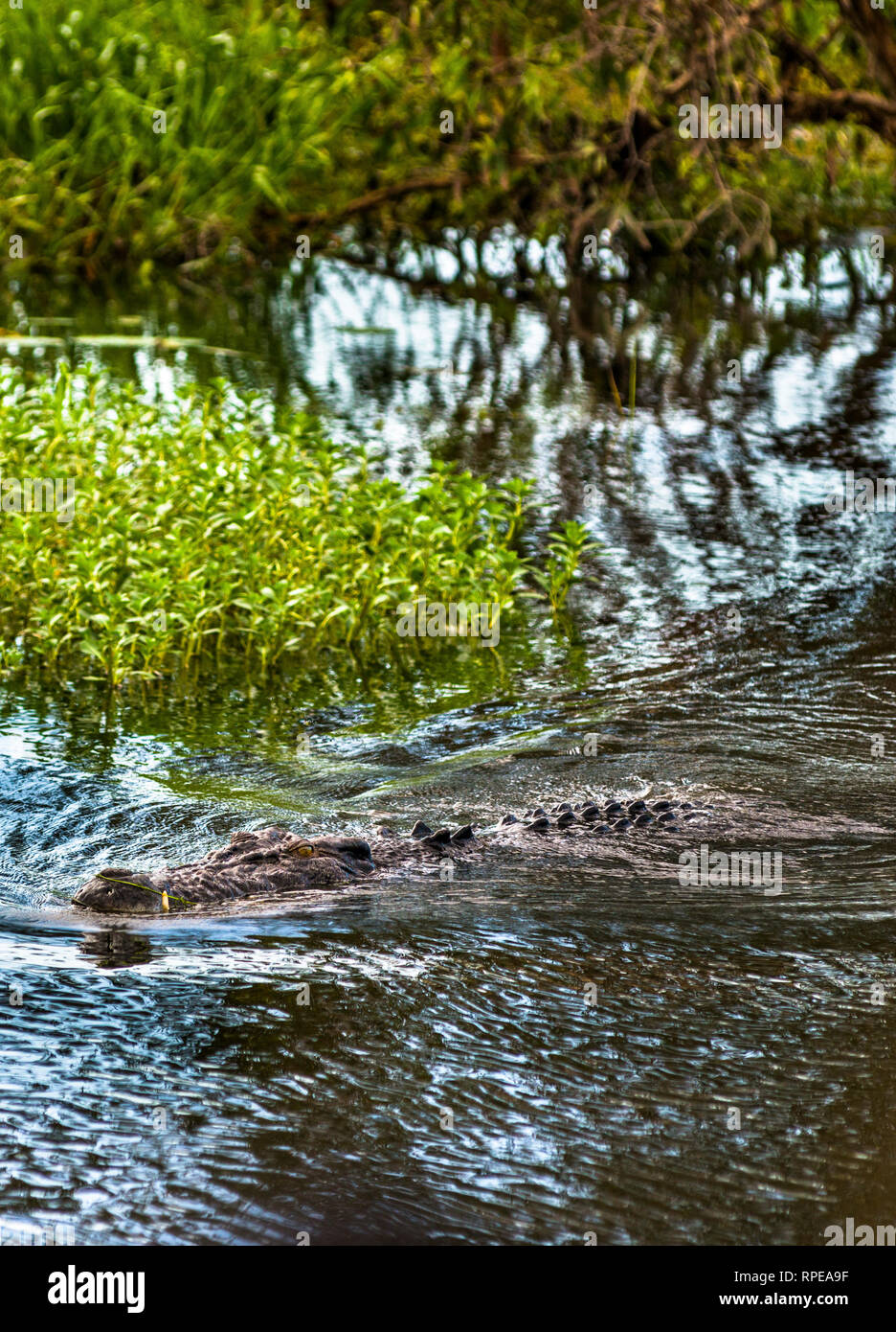 Yellow crocs hi-res stock photography and images - Alamy