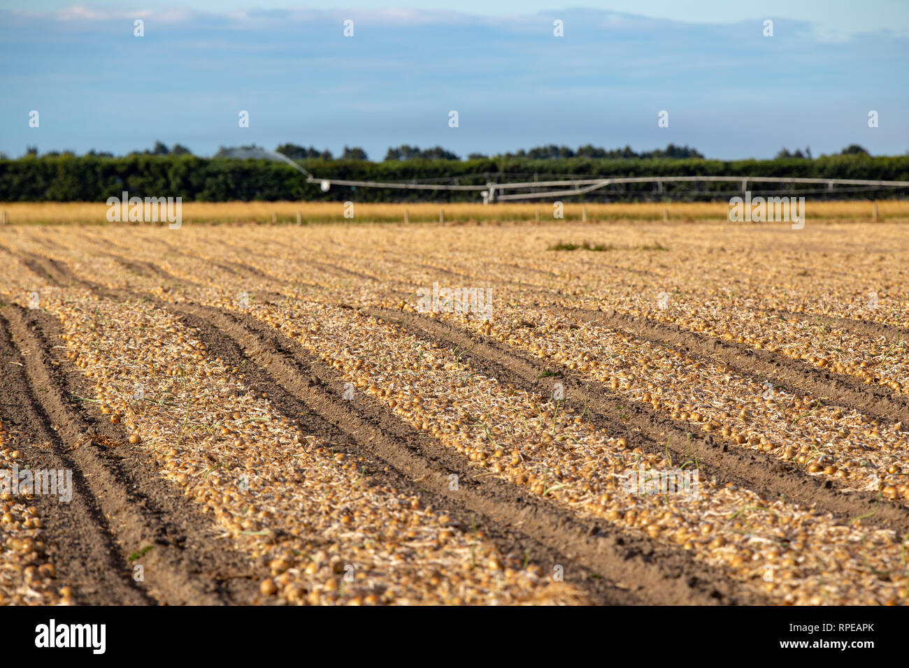 Mature onions hi-res stock photography and images - Alamy