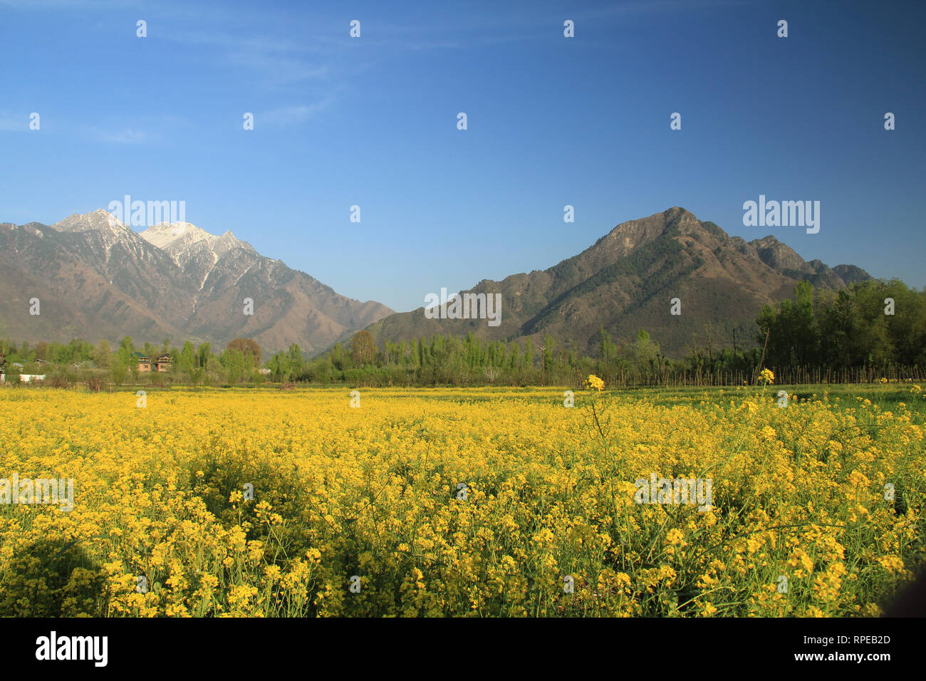 Flowers can be seen in full bloom in a mustard field in outskirts of srinagar summer capital of Indian Kashmir. Stock Photo