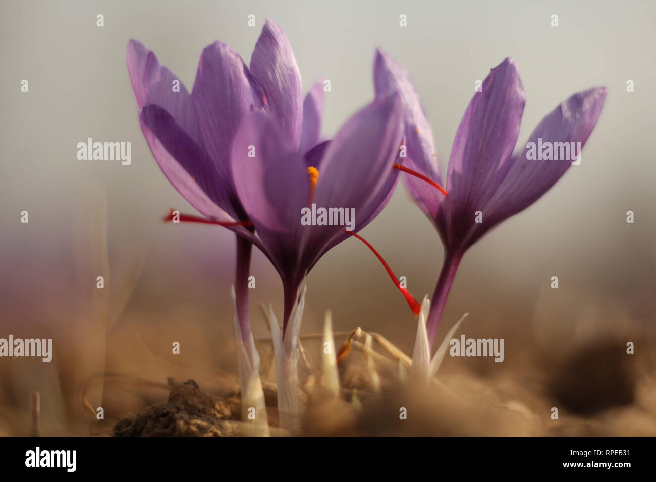 Saffron farming, Kashmir Stock Photo Alamy
