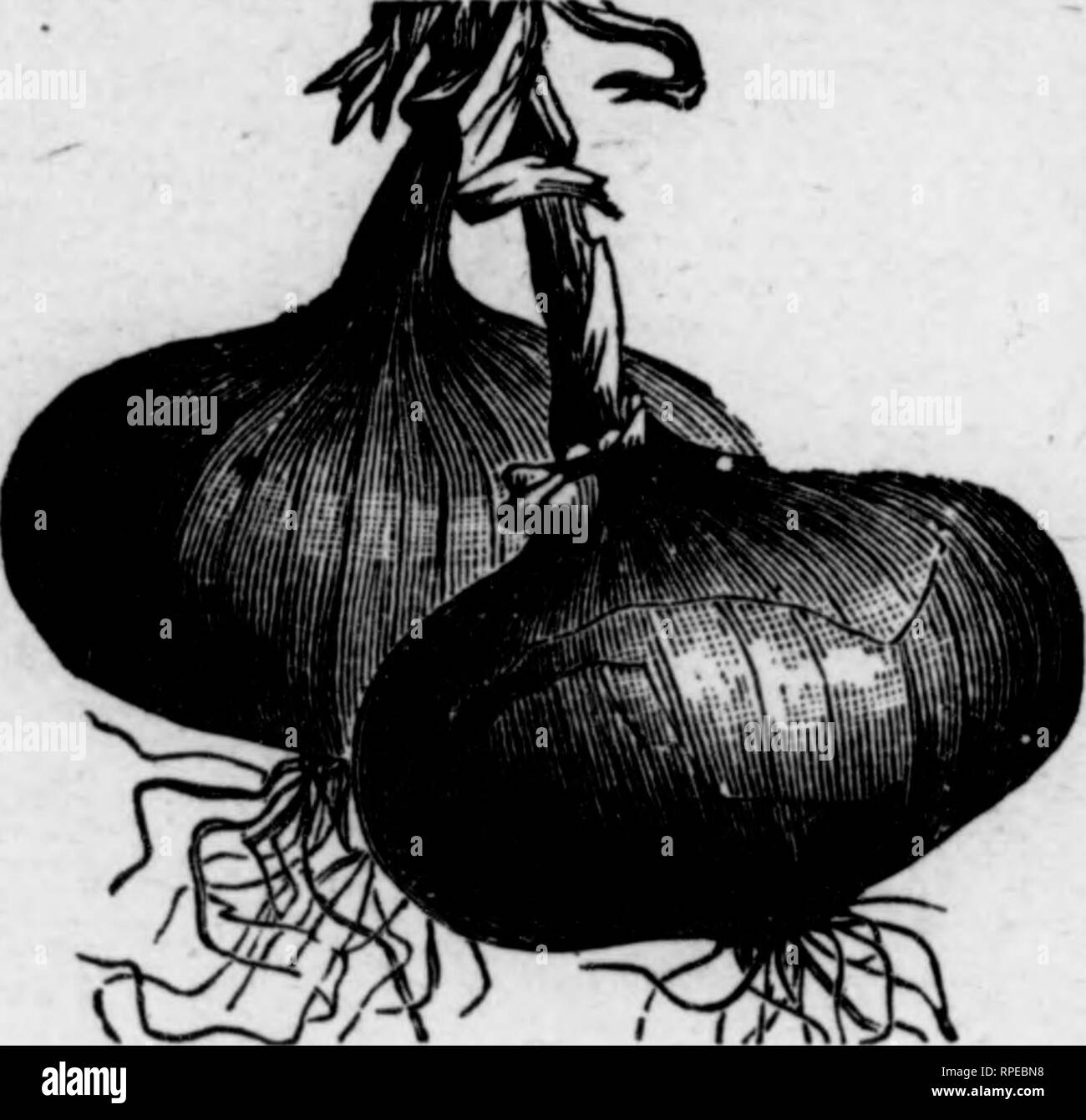 Mammoth onions Black and White Stock Photos & Images Alamy