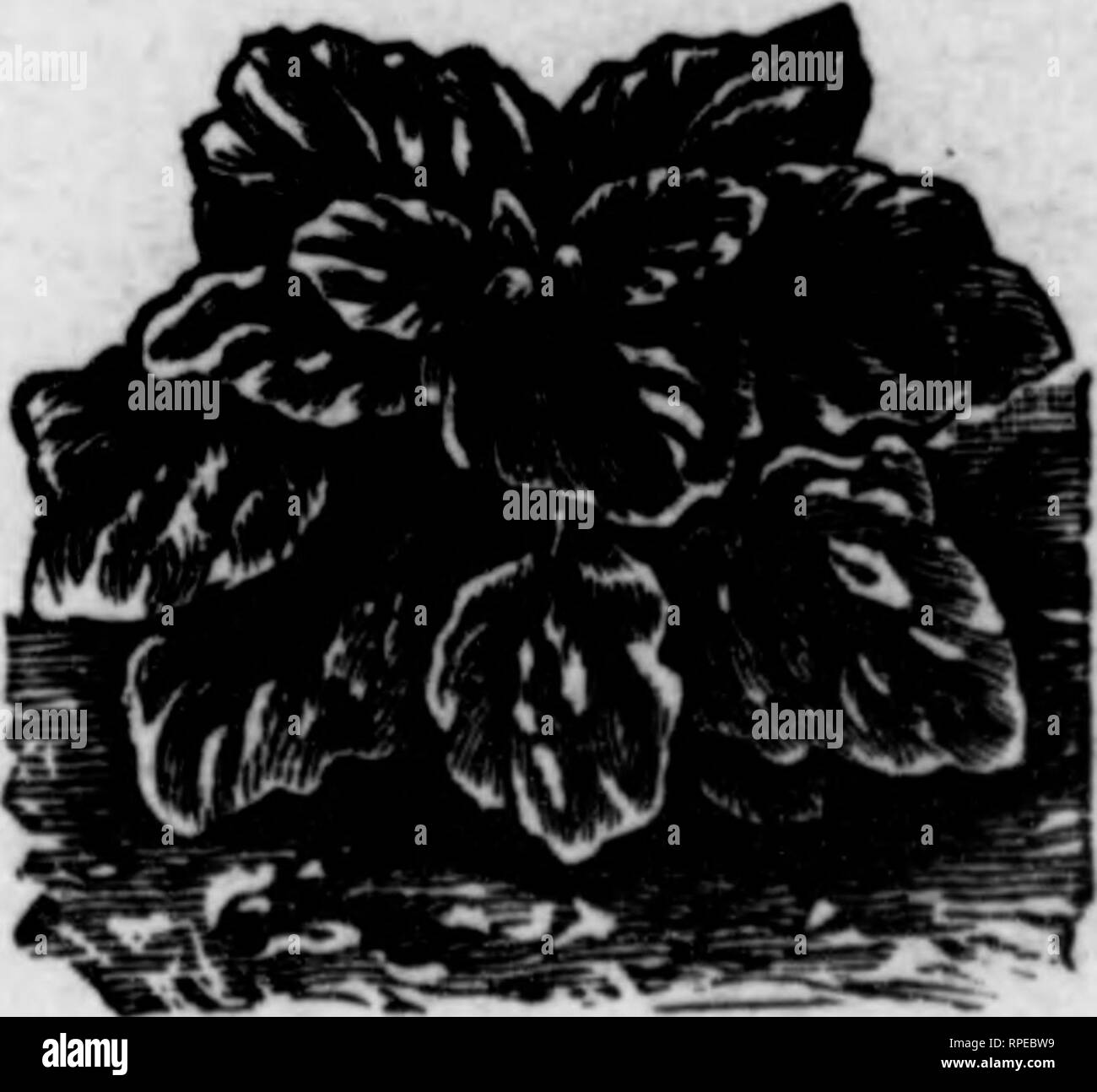 Chicago Litter Black And White Stock Photos Images Alamy