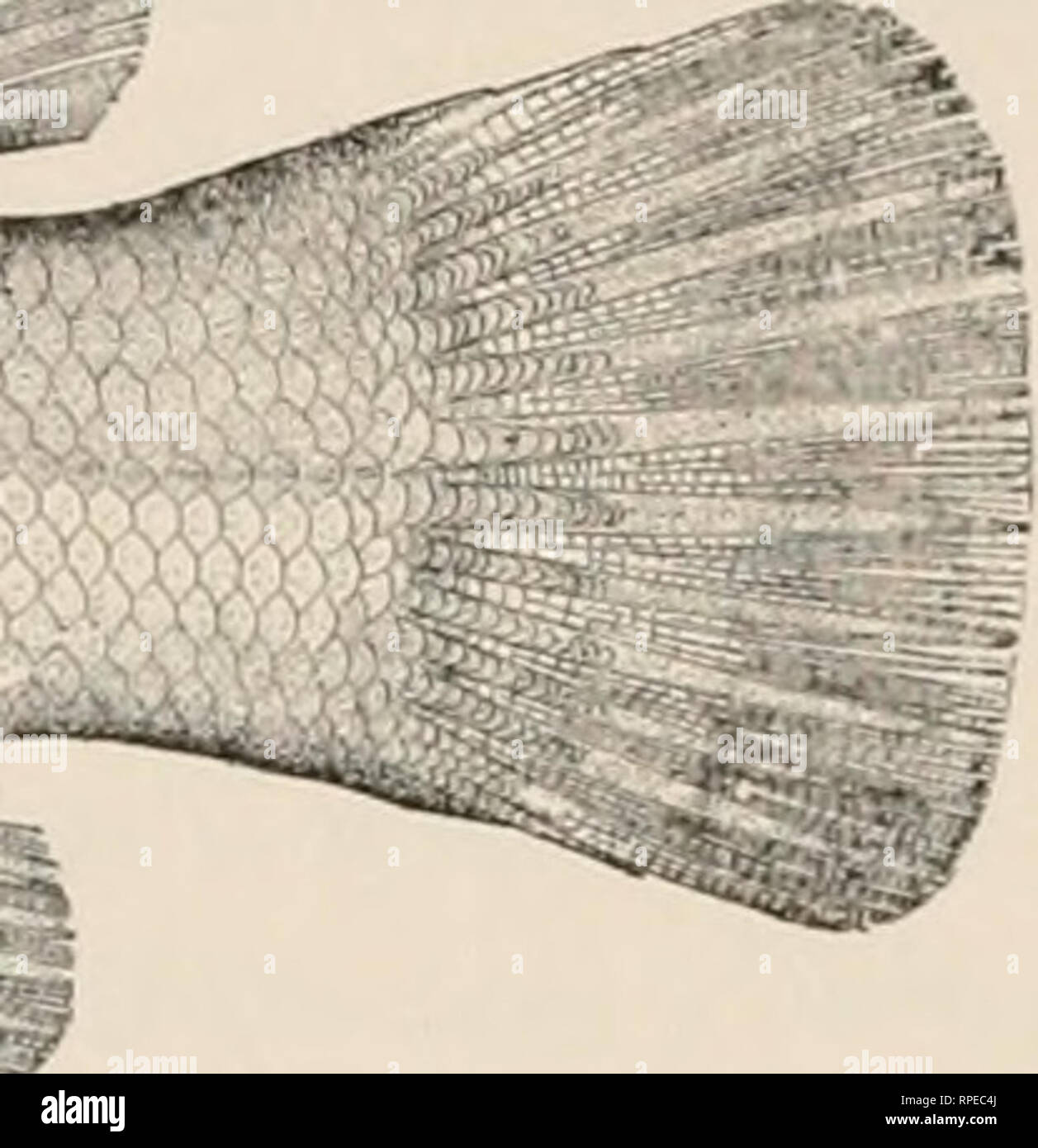 Connor Fish Ctenolabrus adspersus hi-res stock photography and images - Alamy