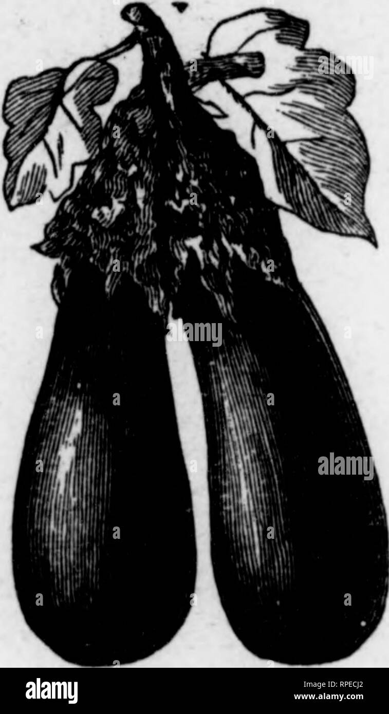 . How to make the garden pay [microform]. Gardening. Ill v 1. 198—How to Make the Garden Pay. apart and keep ffee from weeds. Where seed was left to ripen plants will spring up in great abundance the season following Little attention in the way of manuring or cultivation is required. EGG PLANT. Solanum melongena. German, Eierpflanze ; French, Auber- frine; Spanish, ^^r^«^^«^.—In the cultivation of the egg-plant we have to face several serious difficulties, among them chiefly its half tropical nature, which calls for the display of especial skill in raising good plants, and the great fondness Stock Photo