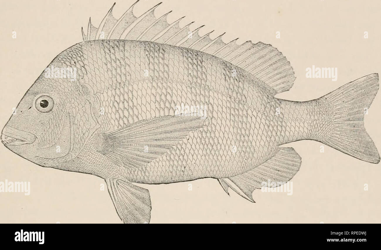 American fishes : a popular treatise upon the game and food fishes of North  America with especial reference to habits and methods of capture. Fishes --  North America. ? THE SHEEPSHEAD.
