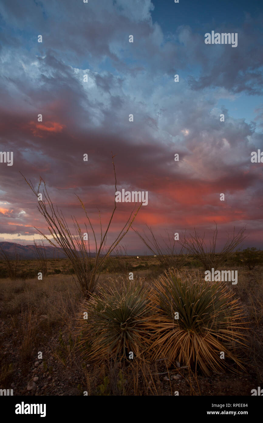 Sunset and Yucca Stock Photo