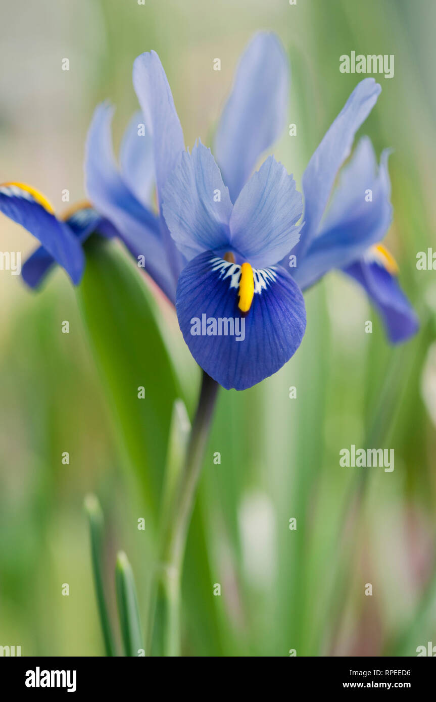 IRIS RETICULATA HARMONY Stock Photo
