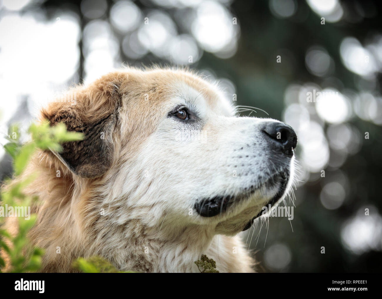 Dog face, close up, Manitoba, Canada. Stock Photo
