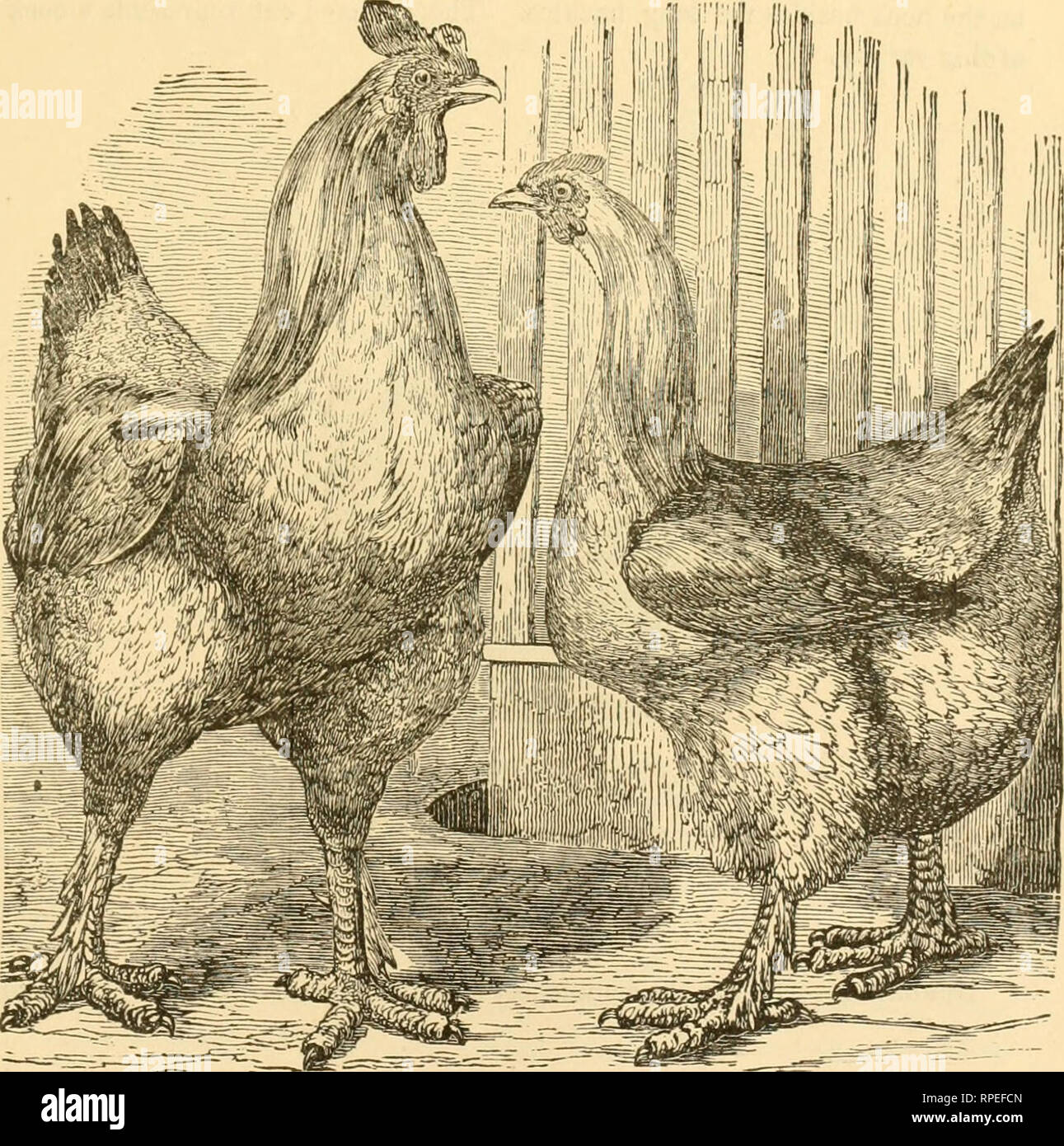 . The American farmer. A hand-book of agriculture for the farm and garden ... Agriculture. CHAPTER VIII. POULTRY, OR THE VARIOUS DOMESTIC FOWLS. THE RAISING, BREEDING, DISEASES, AND TREATMENT, OF THE COMMON BATIN FOWLS: ALSO, THE TURKEY—THE GOOSE—THE DUCK, ETC., IN ALL THEIR IMPORTANT VARIETIES. I. COMMON BARN FOWLS. V A K I E T 1 E S . Fig. 227.. (387). Please note that these images are extracted from scanned page images that may have been digitally enhanced for readability - coloration and appearance of these illustrations may not perfectly resemble the original work.. O'Neill, F. W; William Stock Photo