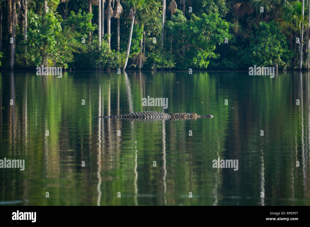 Caiman peeks out over surface of water in Amazon jungle lake. Stock Photo