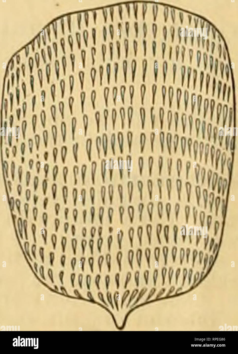 The American Entomologist Entomology 236 The American How