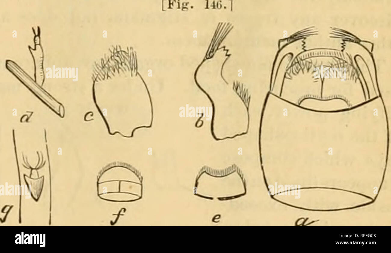 . The American entomologist. Entomology. Explanation of Figure 145—(a) Larva from a side view, enlarged, the hair-line above showing natural size; (6) same, from a back view; (c) pupa, venti-al view, enlarged; (rf) same, dorsal view; (c)pupal pouch, enlarged, the hair- line showing natural size-—After Verdat. Several excellent observers have studied the natural history of this genus, wMch, except in a U'w doubtful points, may be considered as fairly fhiiidated. The following account has been prepared by comparing- my own obsei-vations, made upon a species which I found in the envi- rons of Was Stock Photo