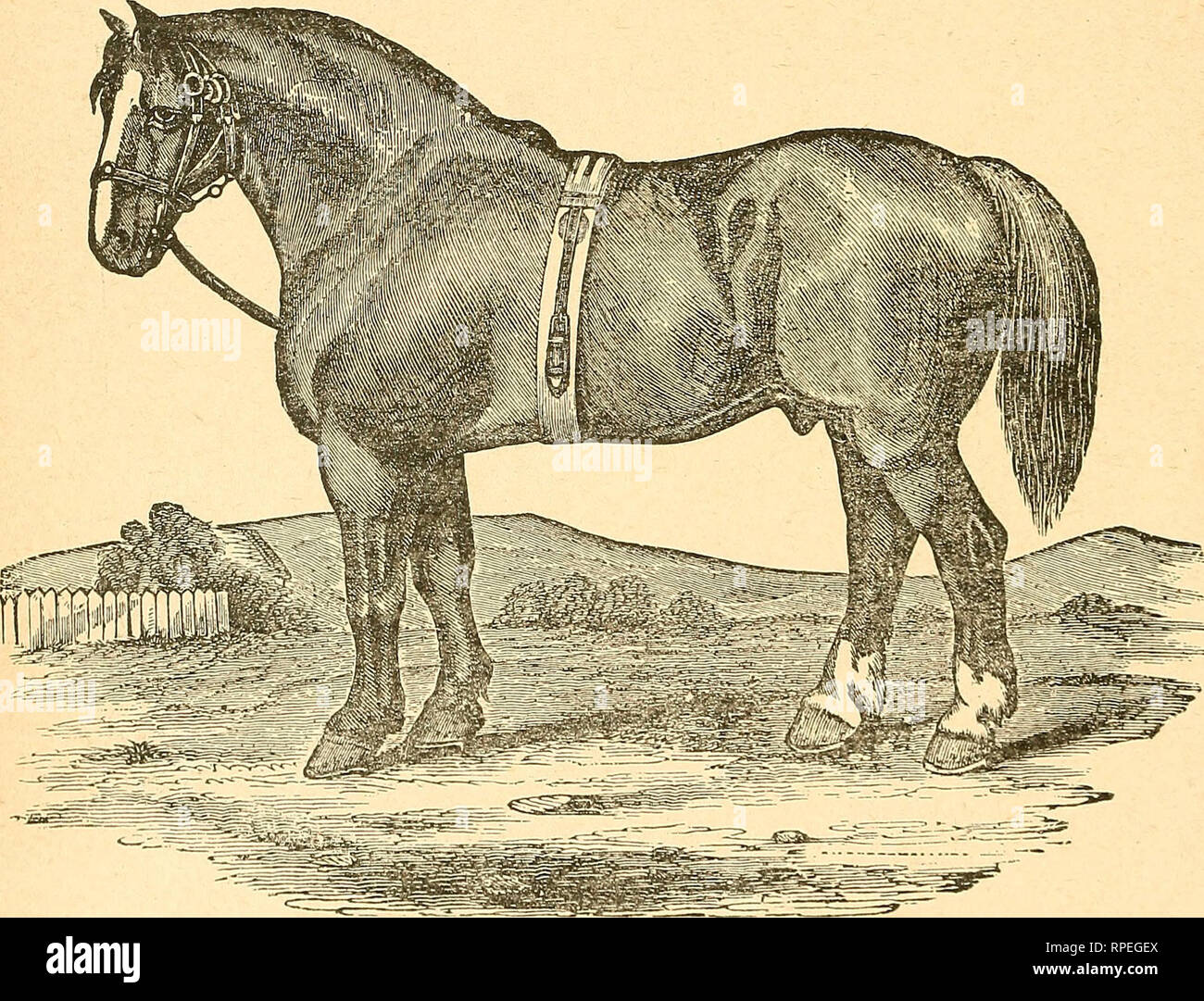 The American farmer's horse book; a pictorial cyclopedia of facts concerning the prominent breeds ... Horses. 58 THE AMERICAN FARMER S HORSE BOOK. cise must be different with different , according The American farmer's horse book; a pictorial cyclopedia of facts concerning the prominent breeds ... Horses. 58 THE AMERICAN FARMER S HORSE BOOK. cise must be different with different , according