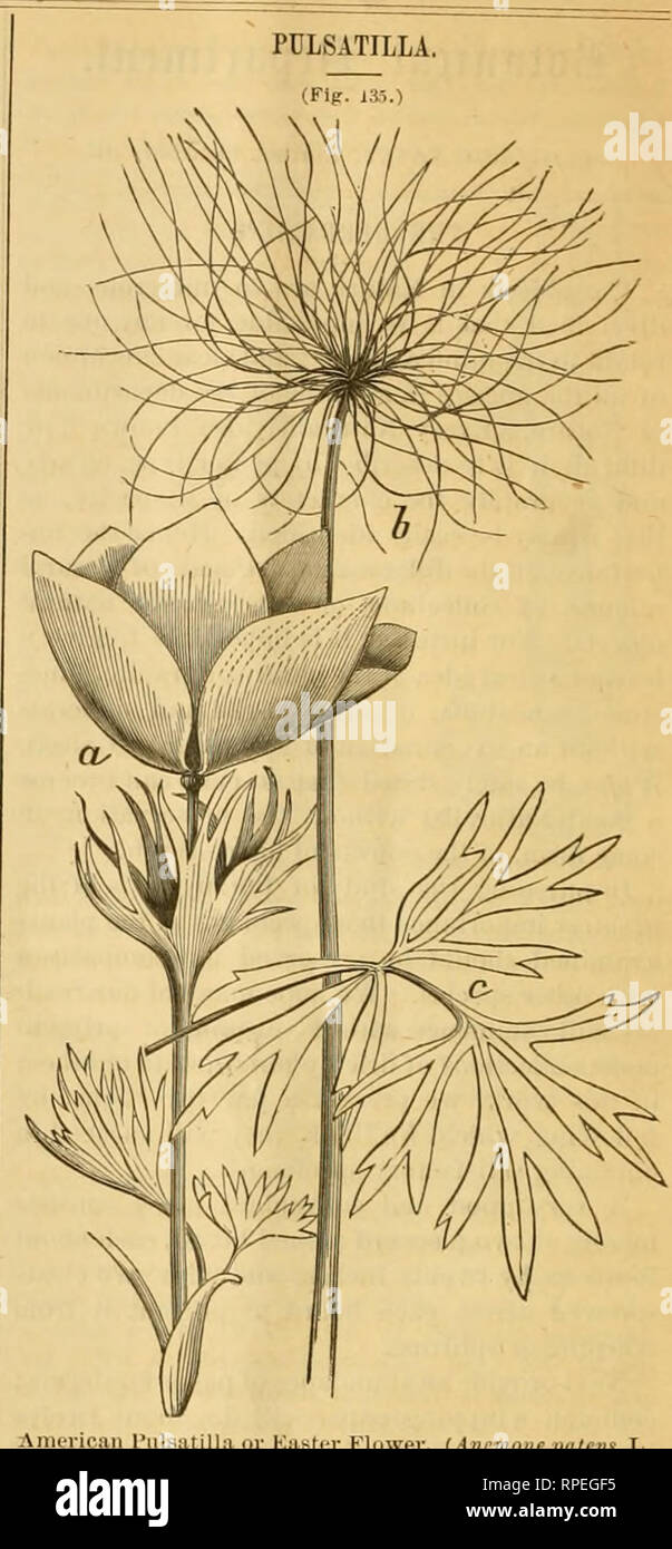 The American entomologist. Entomology. 216 THE AMERICAN and shall 