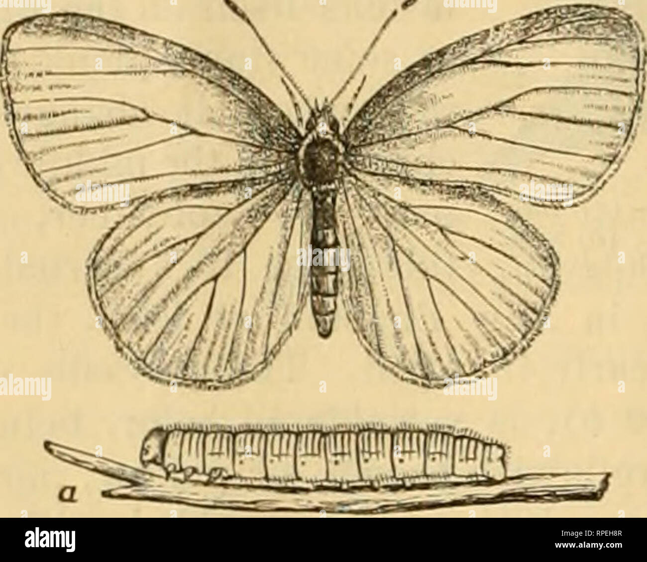 The American Entomologist Entomology 76 The American