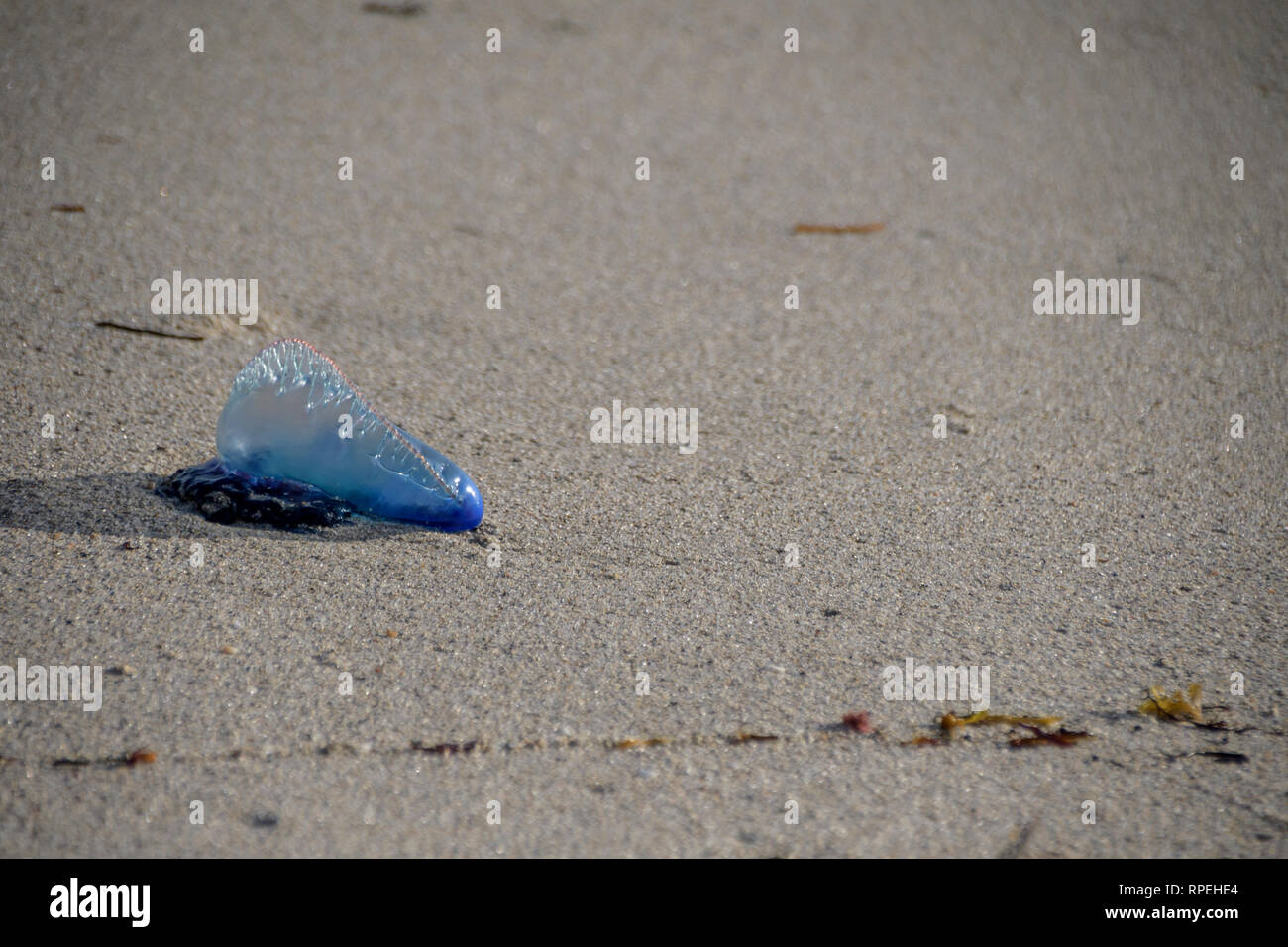 Man of war jellyfish hi-res stock photography and images - Alamy