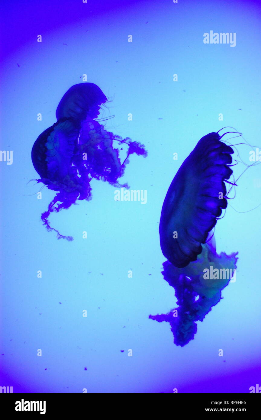 Three captive jellyfish illuminated by colored side lights in aquarium Stock Photo