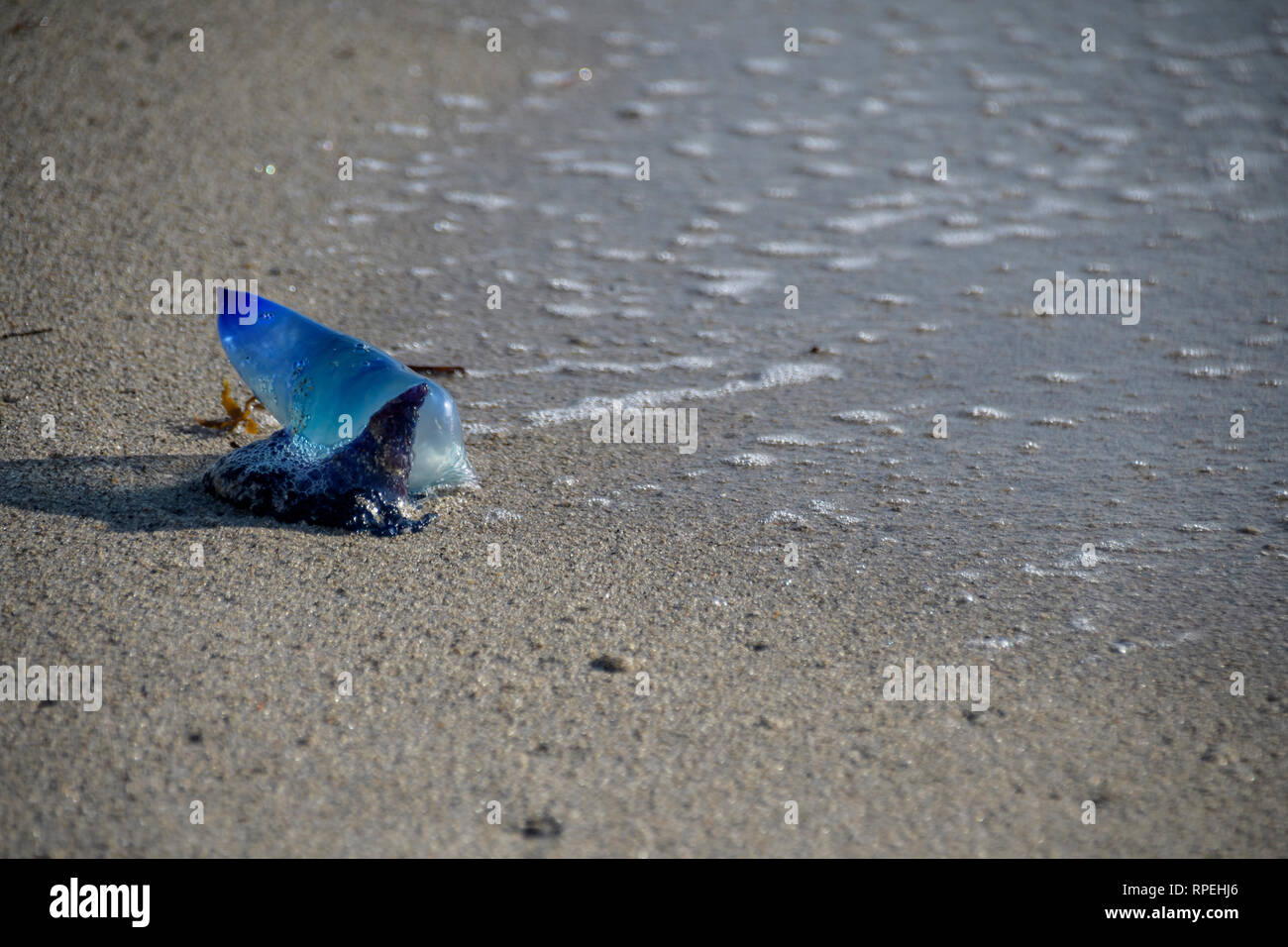 Portugese man o' war jellyfish stranded on beach Stock Photo - Alamy