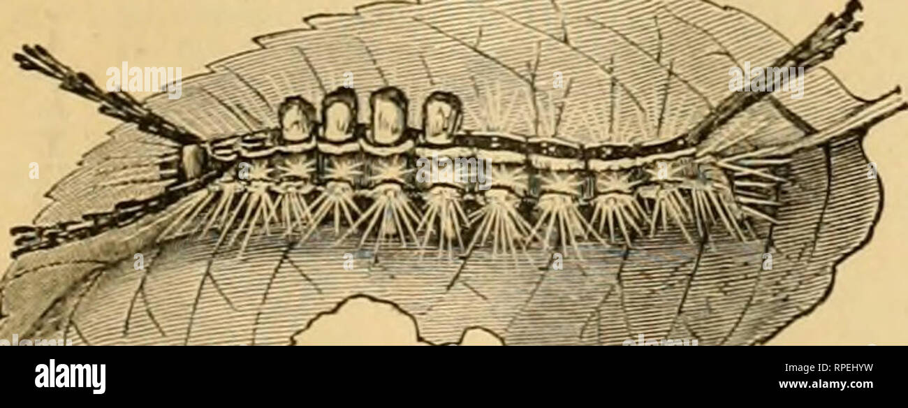 . The American entomologist. Entomology. THE AMERICAN ENTOMOLOGIST AND ...