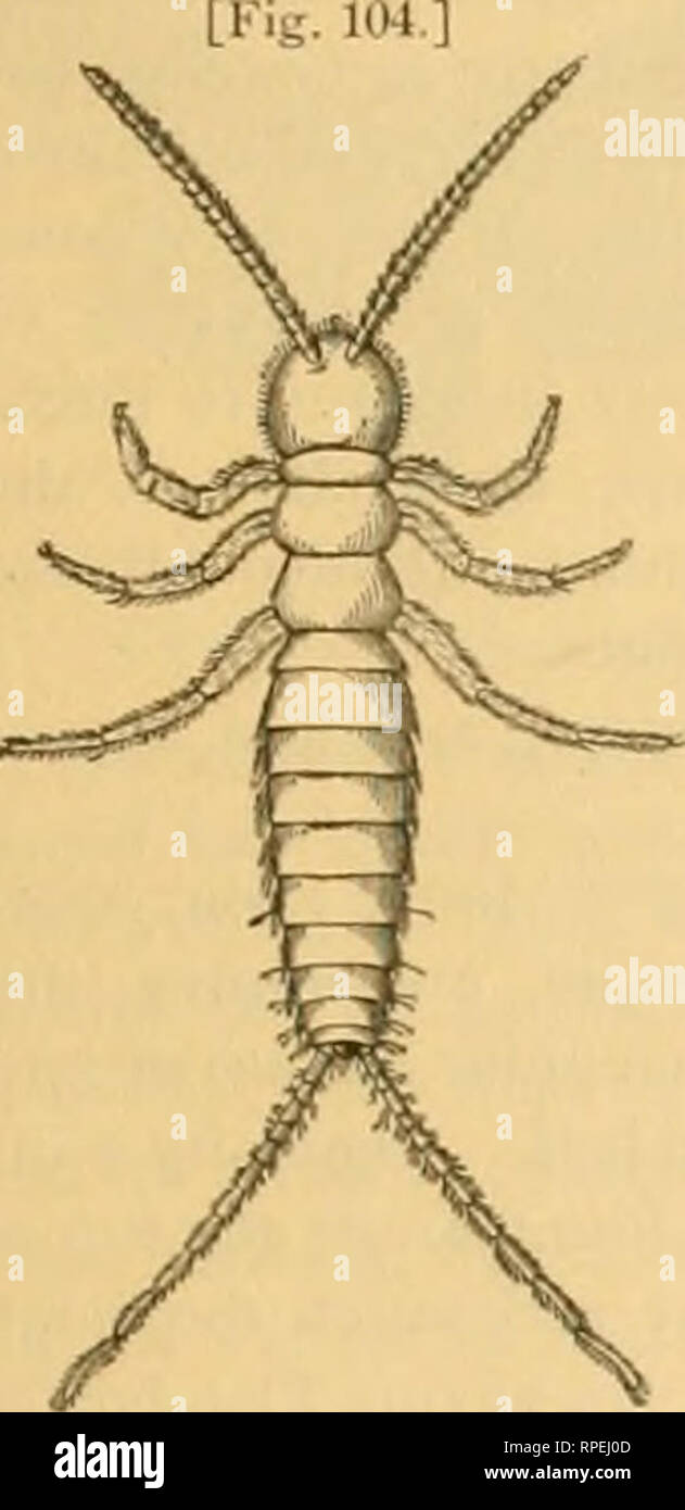 . The American entomologist. Entomology. THE AMERICAN ENTOMOLOGIST. 199 Campodea fracilis Meinert.—This lit- tle animal, described in the Annals and Magazine of Nat. H., 1867, p. 377, and &quot; frequent in the neighborhood of Copen- hagen, in moist black earth, under stones, etc.,&quot; exists here at Ithaca, N. Y., where I have found it (June 8, 1880) in damp sandy earth. Meinert says, &quot; It lives, at least partly, on dead insects, as I have often found in its stomach scales of butterflies and other remains of insects, which it could not have attacked or overcome alive&quot; (/. c). Lubb Stock Photo