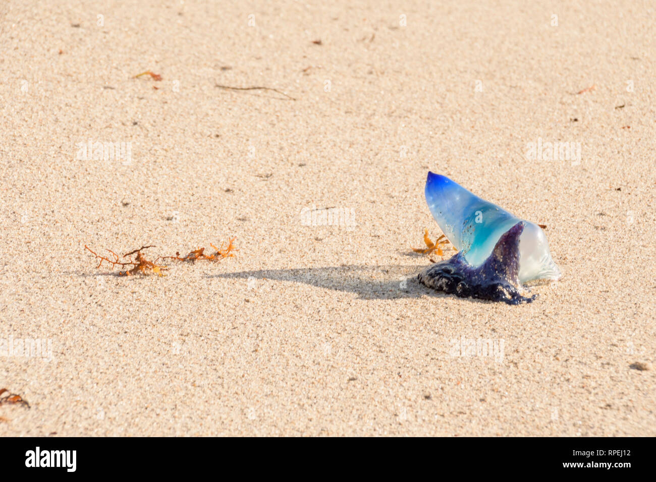 Portugese man o' war jellyfish stranded on beach Stock Photo