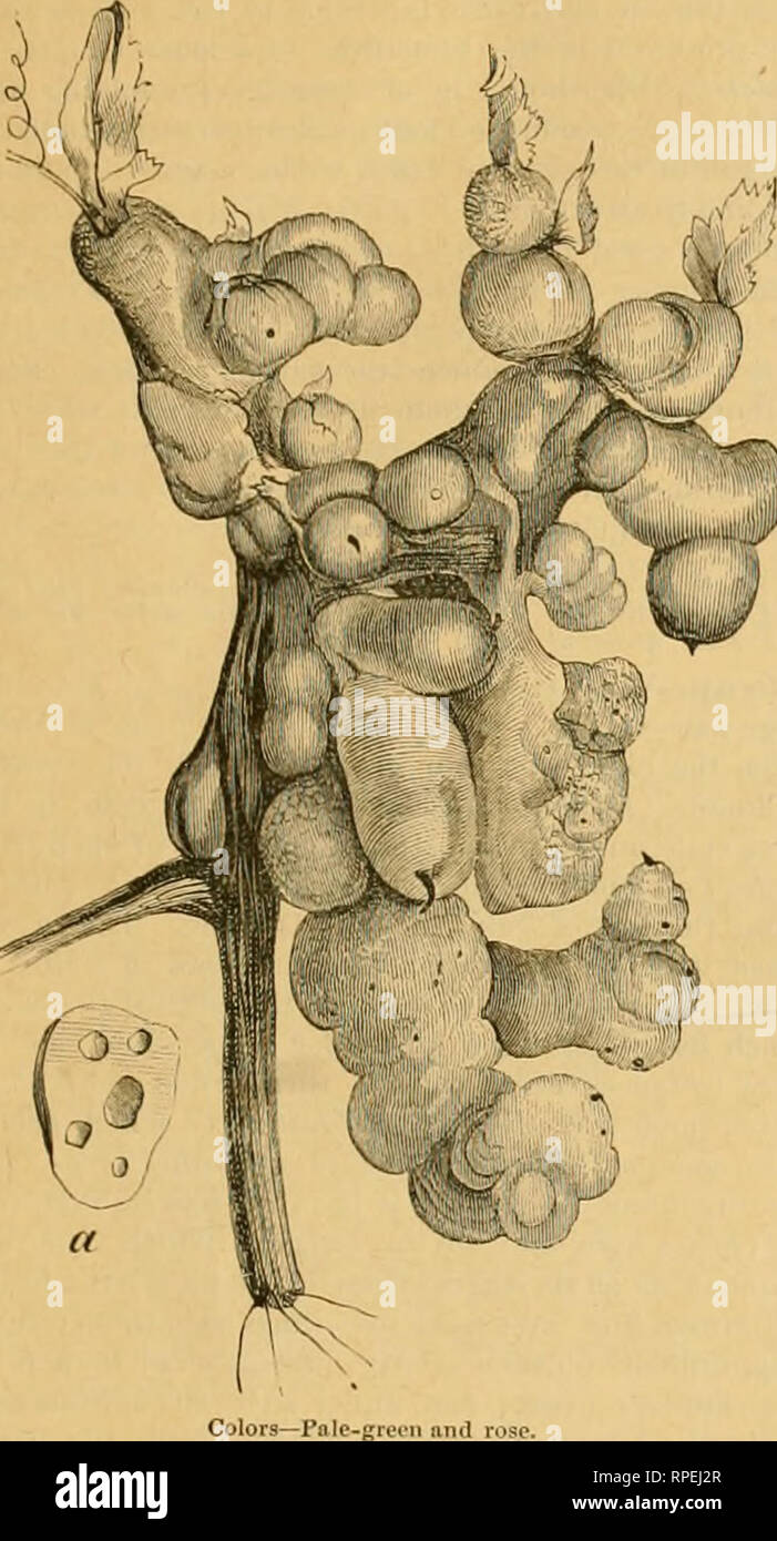 . The American entomologist. Entomology. THE AMERICAN ENTOMOLOGIST. 247 liarge compound Gall on