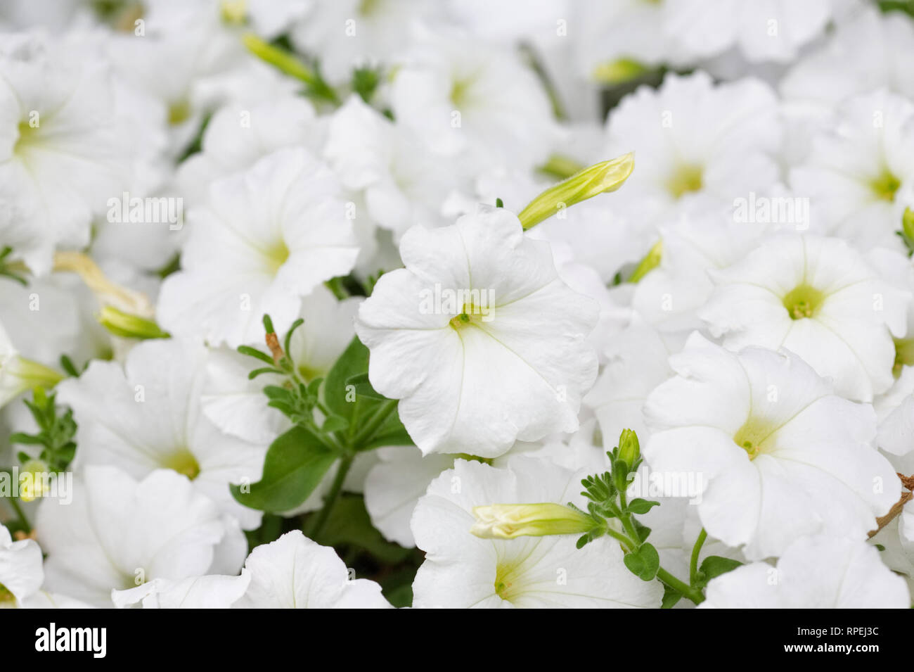 Petunia F1 Easy Wave White flowers. Stock Photo