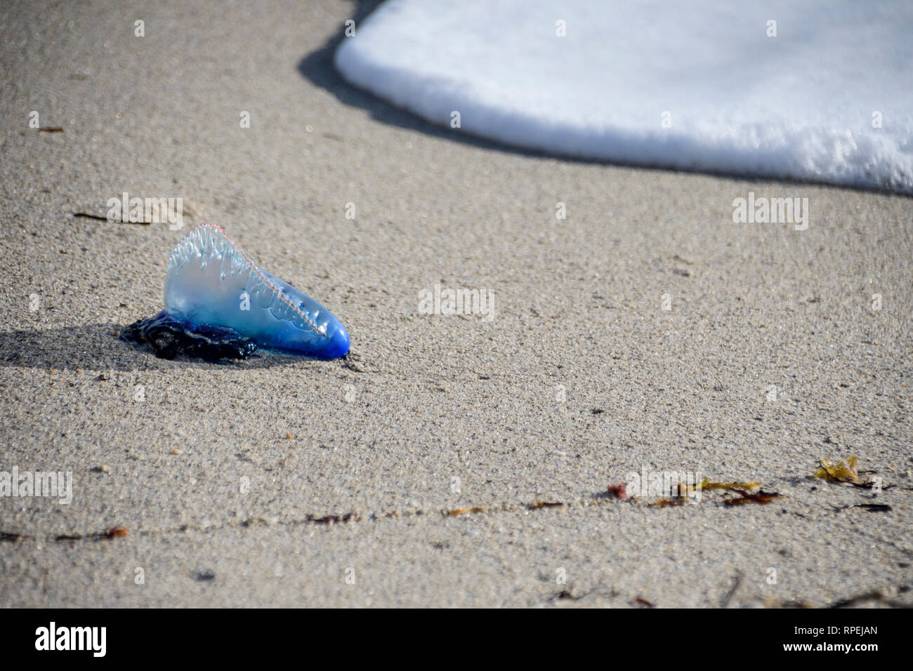 Portugese man o' war jellyfish stranded on beach Stock Photo - Alamy
