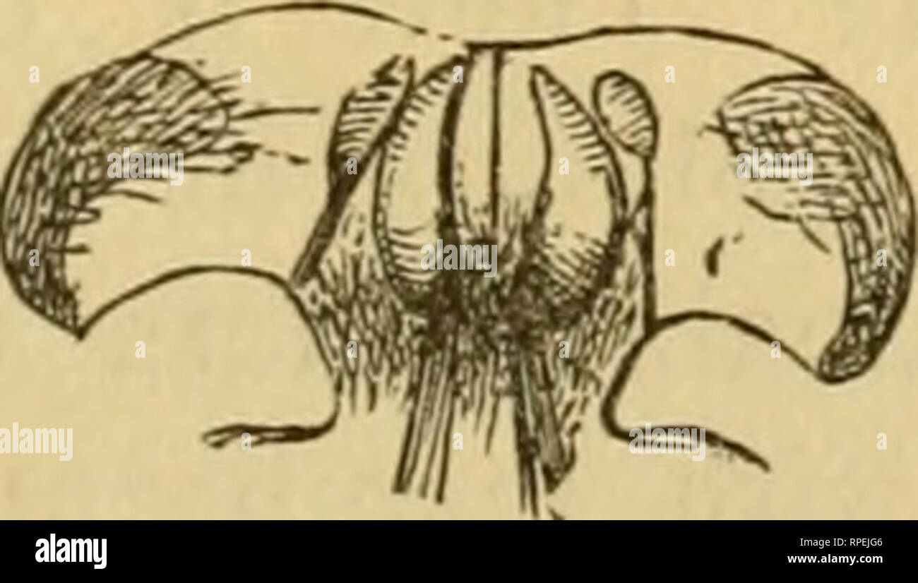 . The American entomologist. Entomology. Labrum of first form of trophi in el la (after Cham- bers). Coriscium in its first stage, and cannot tell whether or not it has the lateral pseudopo- dia as in Phyllocnistis or not ; and I have not found them in the first stage of either [Fig. 129.] Gracilaria or Ornix (but, as they are retractile, they may nevertheless exist). I have seen the cast head of Coriscium albanotella of the first stage. It resembles so closely that of Phyllocnistis, that it is unnecessary to figure it. In all of its subsequent stages however (four), it is very closely allied  Stock Photo