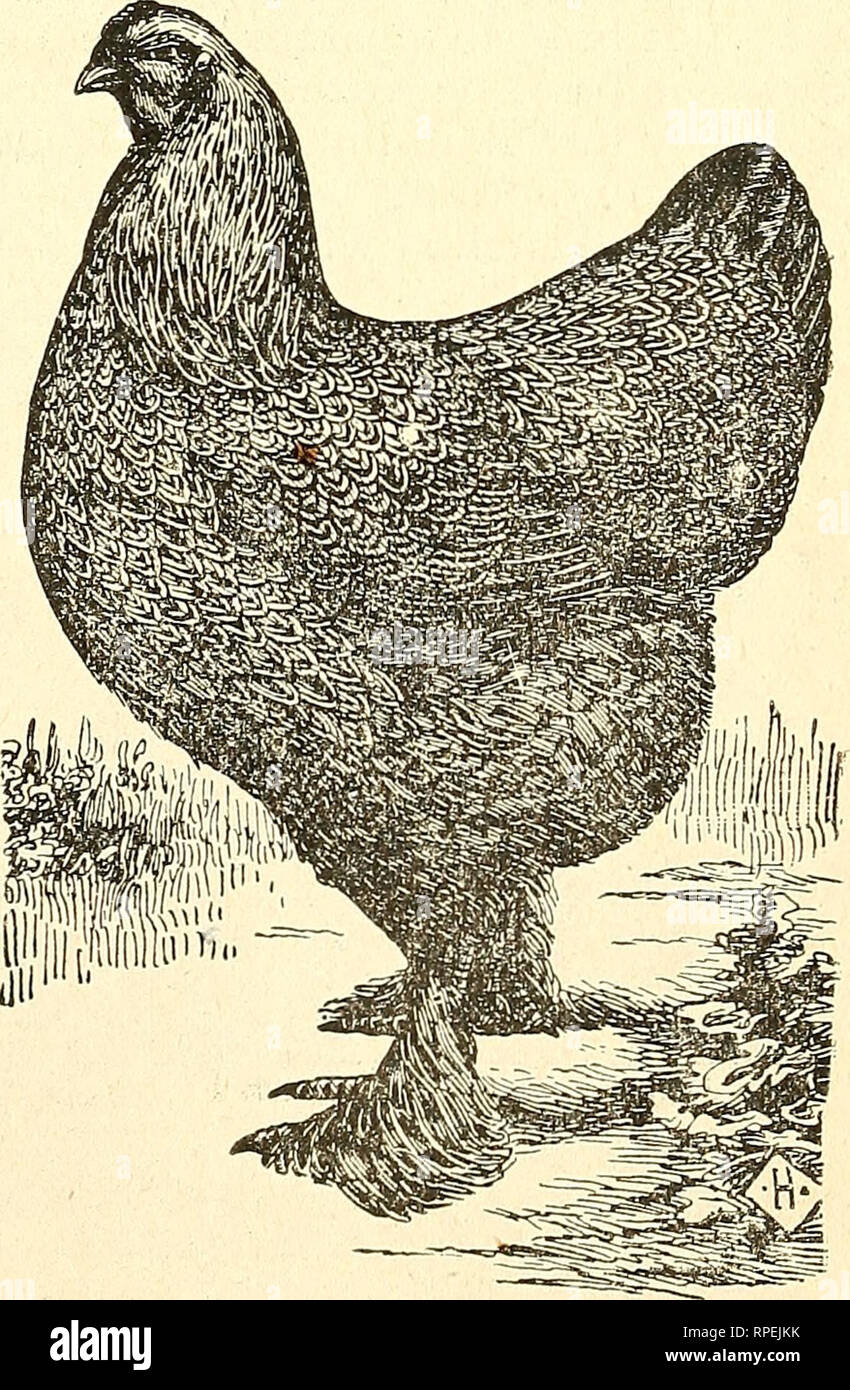 The American Fanciers Poultry Book Poultry Poultry Book - 