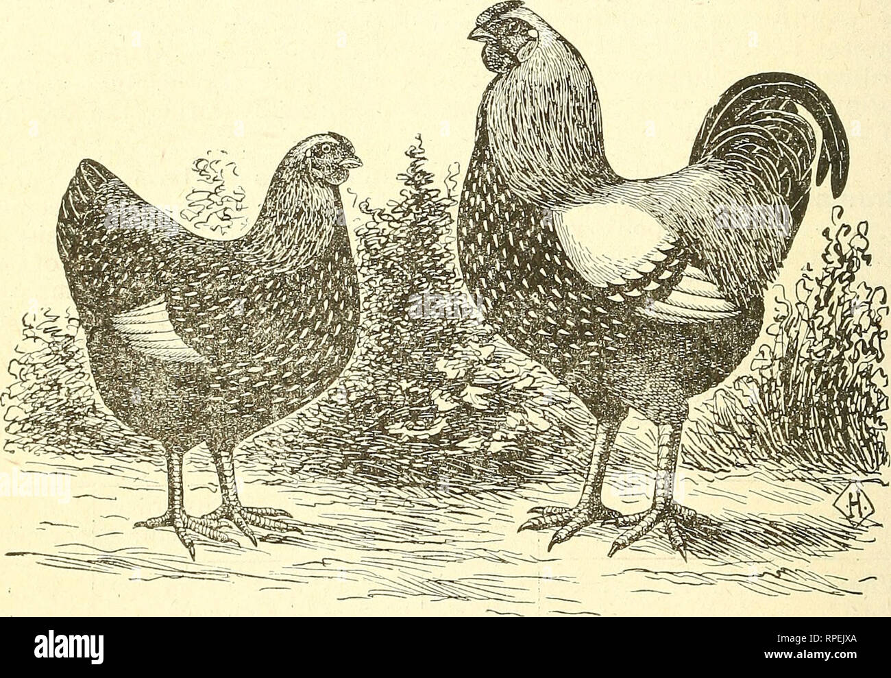 The American Fanciers Poultry Book Poultry 46 The - 