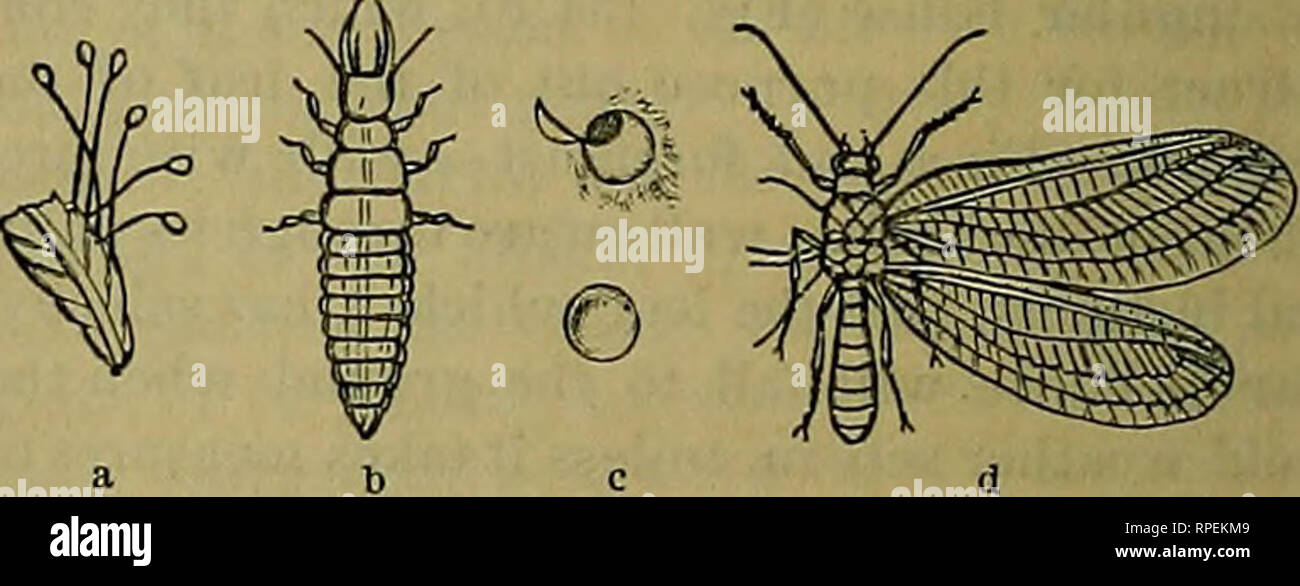 Cannibal Insects High Resolution Stock Photography and Images - Alamy